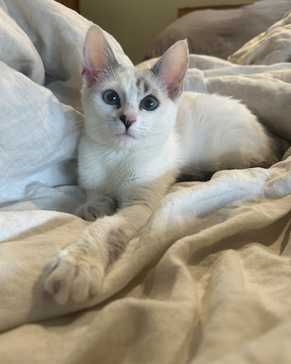 Clementine