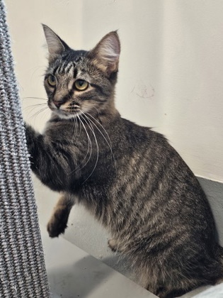 Freya