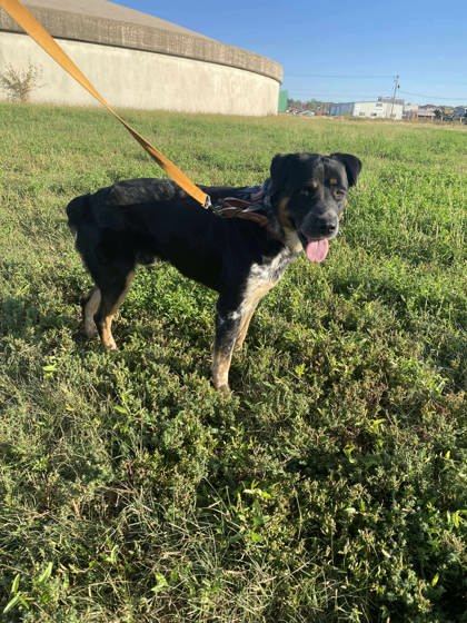 Tater Tot, an adoptable Rottweiler, Australian Shepherd in McCook, NE, 69001 | Photo Image 1