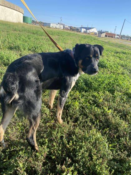 Tater Tot, an adoptable Rottweiler, Australian Shepherd in McCook, NE, 69001 | Photo Image 2