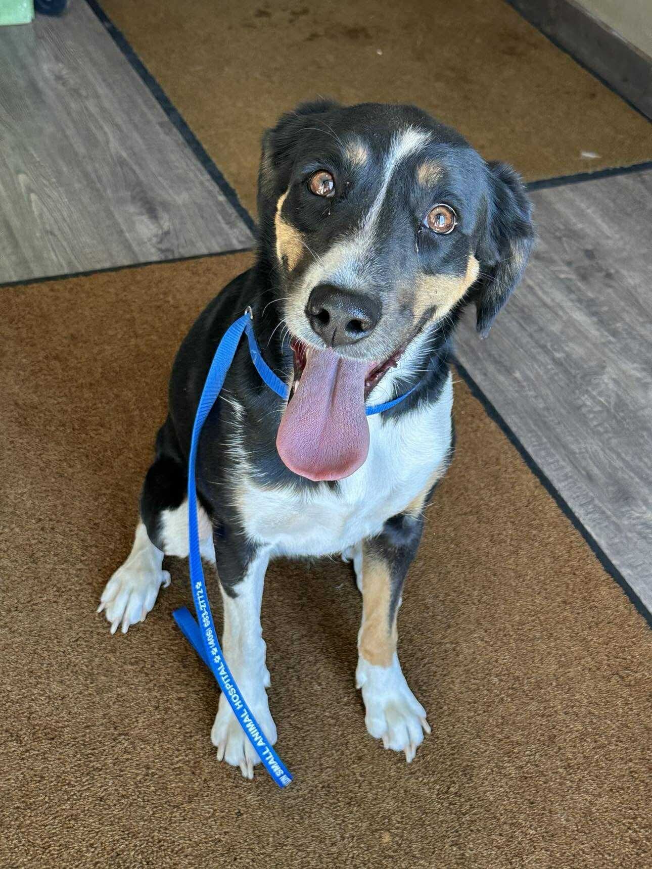 Luna, an adoptable Husky, Hound in Dillon, MT, 59725 | Photo Image 1