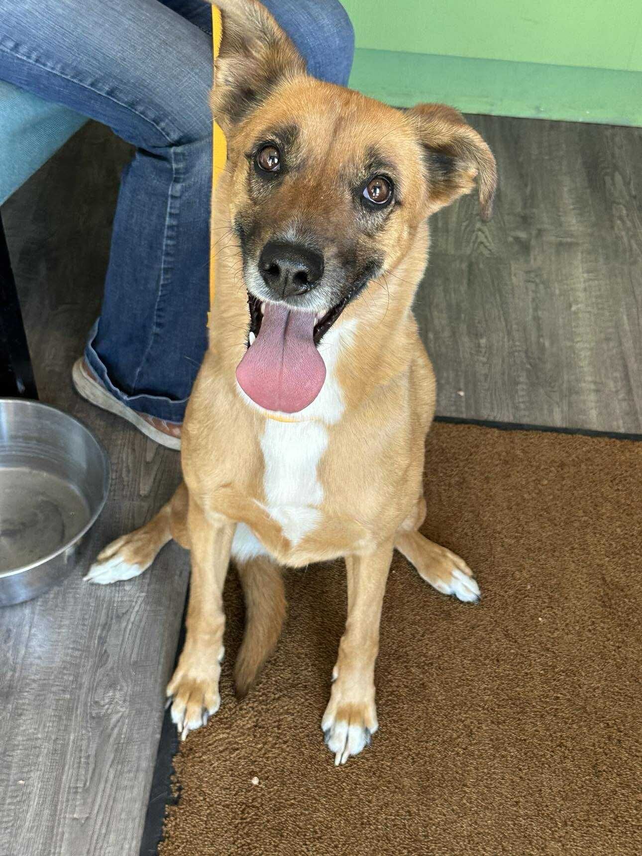 Sunny, an adoptable Mixed Breed in Dillon, MT, 59725 | Photo Image 1