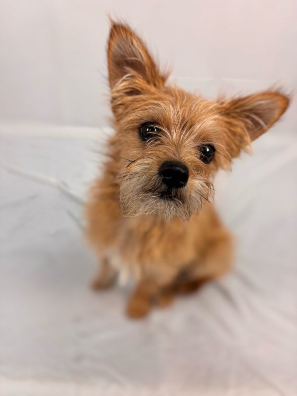 Luna Lovegood photo 1