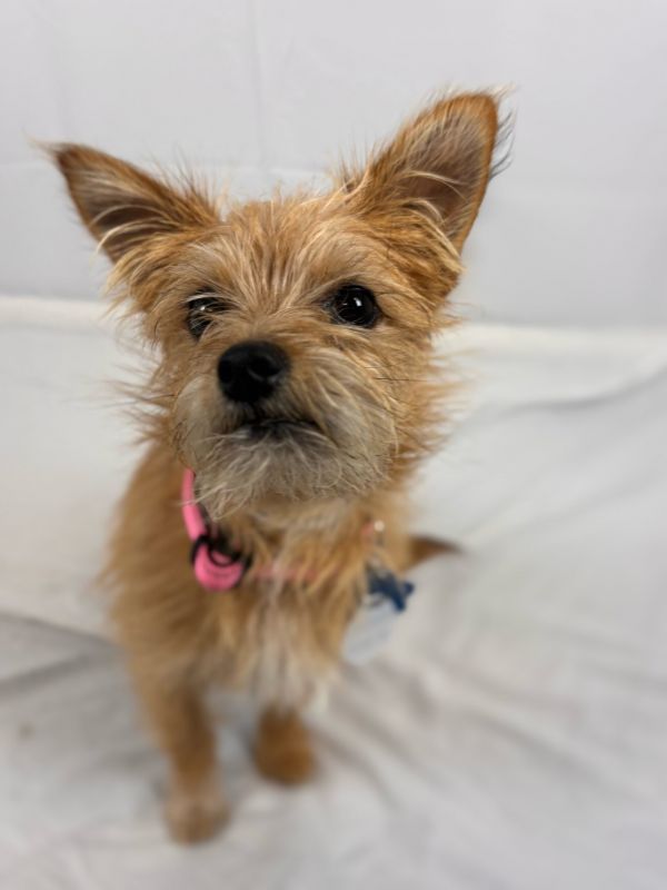 Hermione Granger photo 1