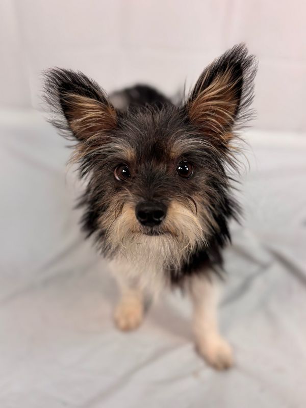 Harry Potter photo 1