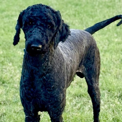 Ragin Cajun thumbnail 2