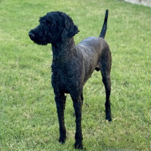 Ragin Cajun thumbnail 3