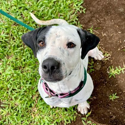 Kerri, an adoptable Terrier, Mixed Breed in Honolulu, HI, 96826 | Photo Image 1