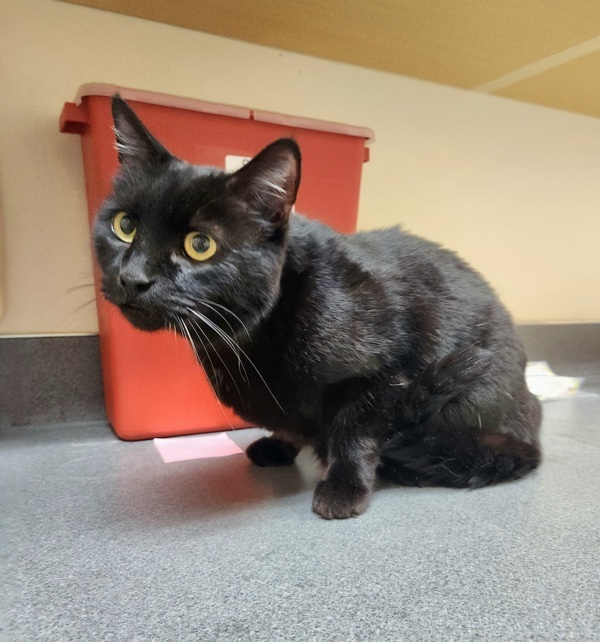 Luna Loo, an adoptable Domestic Short Hair in Kennewick, WA, 99336 | Photo Image 1