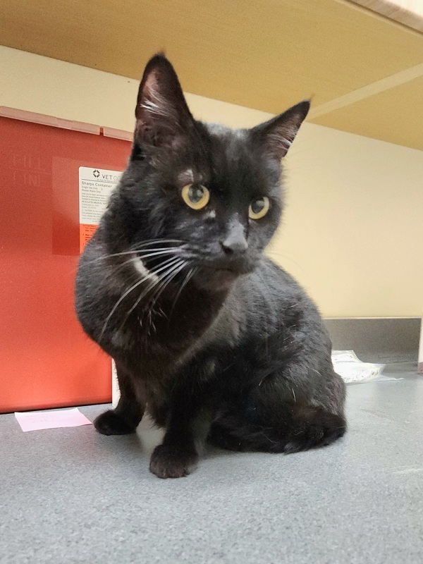 Luna Loo, an adoptable Domestic Short Hair in Kennewick, WA, 99336 | Photo Image 2