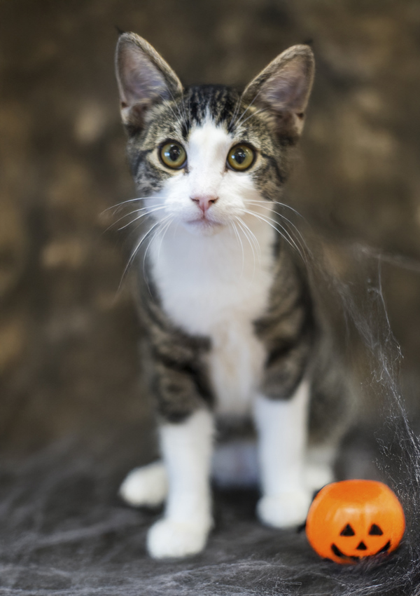 Uncle Fester, an adoptable Domestic Short Hair in Kennewick, WA, 99336 | Photo Image 1
