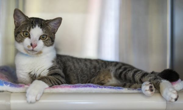 Uncle Fester, an adoptable Domestic Short Hair in Kennewick, WA, 99336 | Photo Image 2