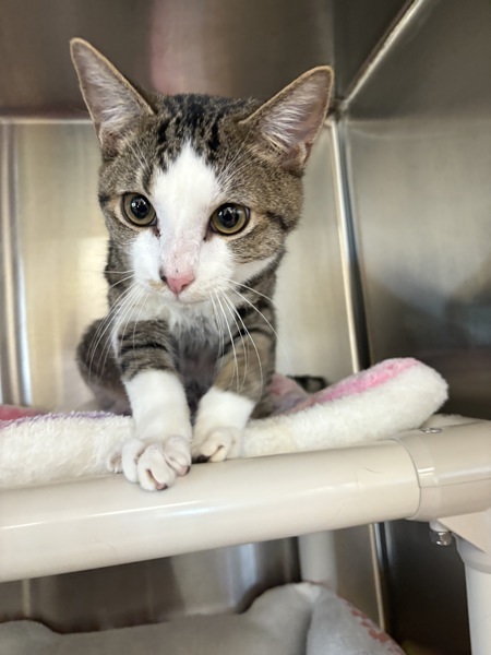 Uncle Fester, an adoptable Domestic Short Hair in Kennewick, WA, 99336 | Photo Image 3