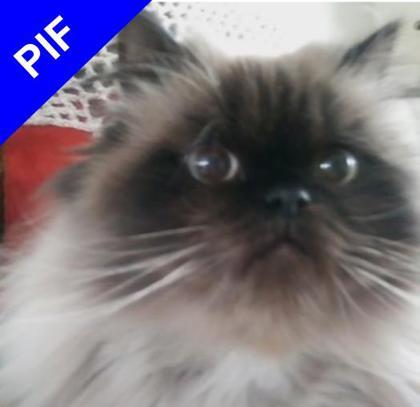Sniegas, an adoptable Domestic Long Hair, Himalayan in Elk Grove Village, IL, 60009 | Photo Image 1
