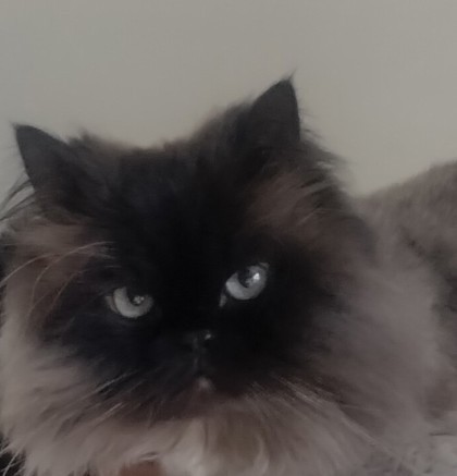 Sniegas, an adoptable Domestic Long Hair, Himalayan in Elk Grove Village, IL, 60009 | Photo Image 2