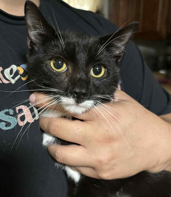 Sylvester Smellone 2