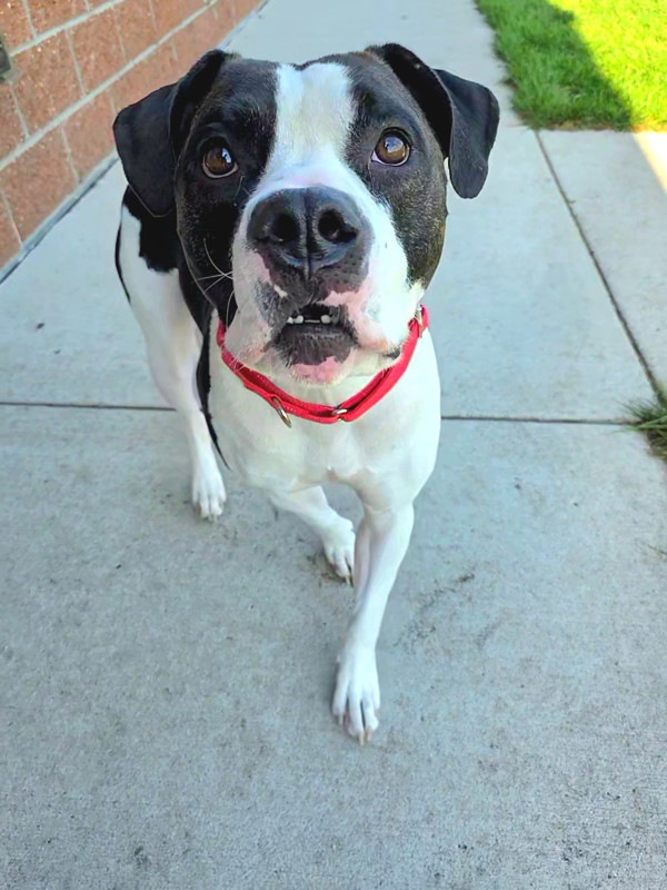 Milo Aka Brick thumbnail 3