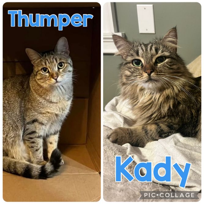 Kady & Thumper ** Courtesy Post