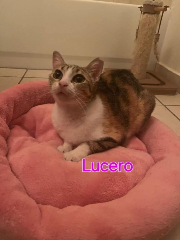 Lucero 2