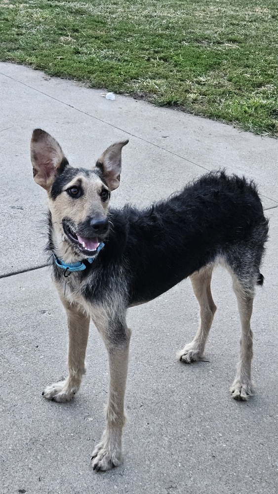 Boomerang thumbnail 2