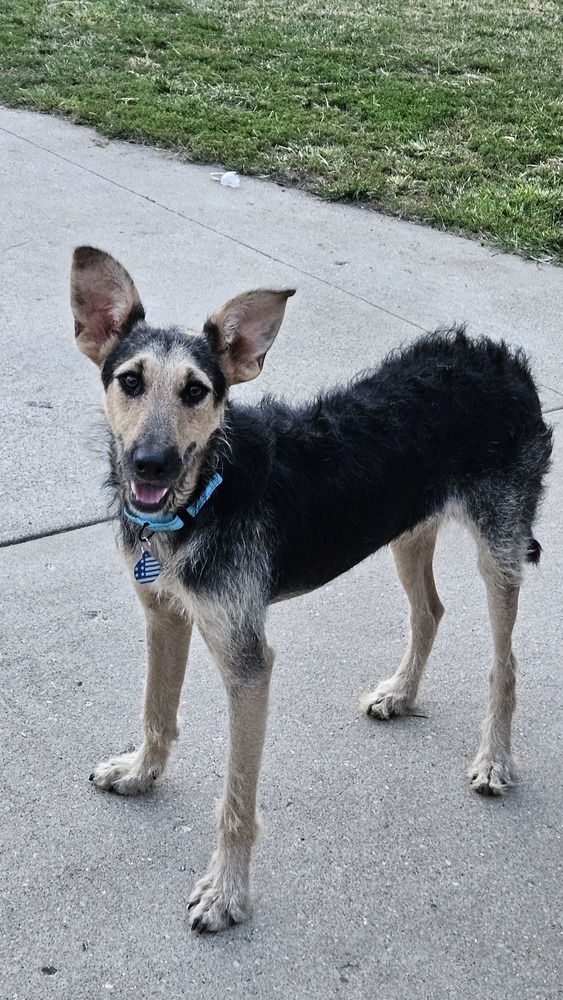 Boomerang thumbnail 4