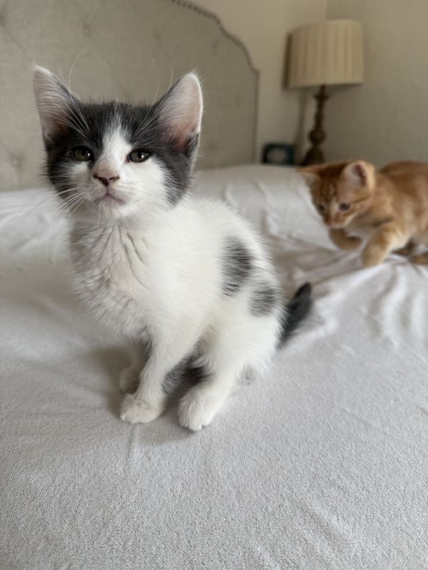 Grease Stain photo 1