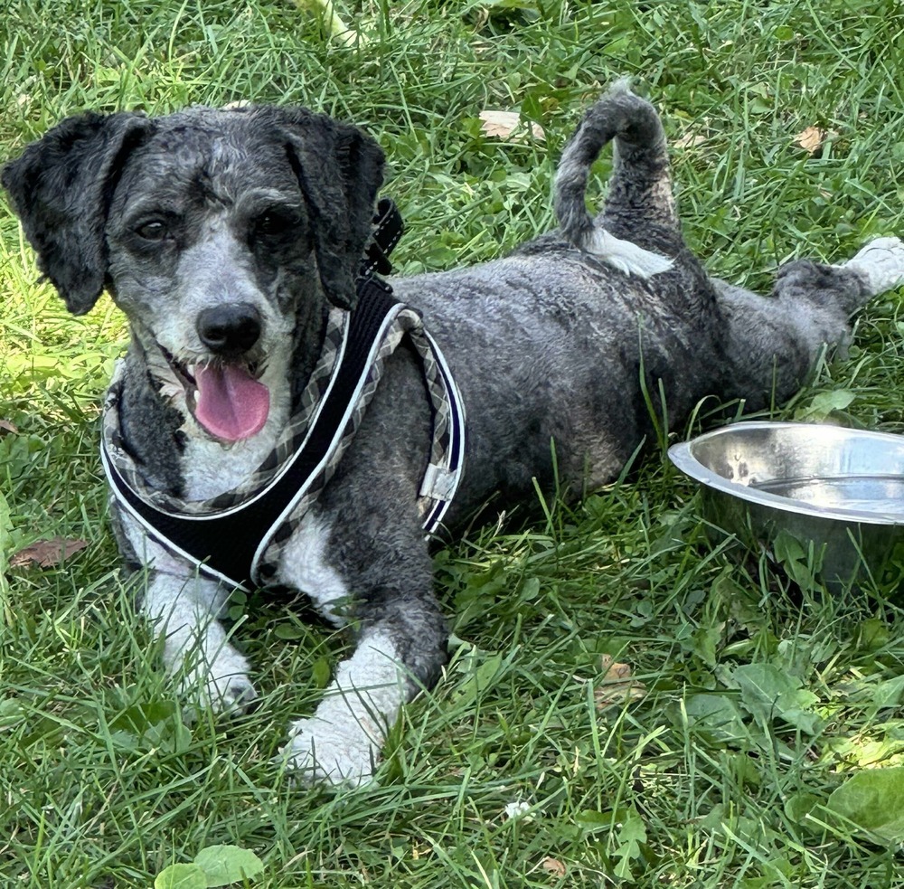 Sir Prancer Sockington