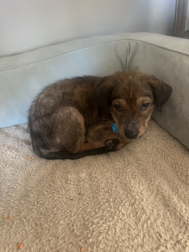 Frito (Variety Snack Pack)