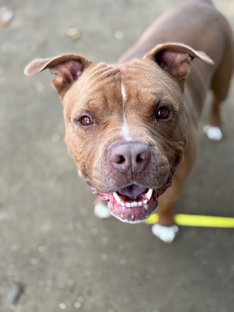 AC - Charlie (Chesterfield)