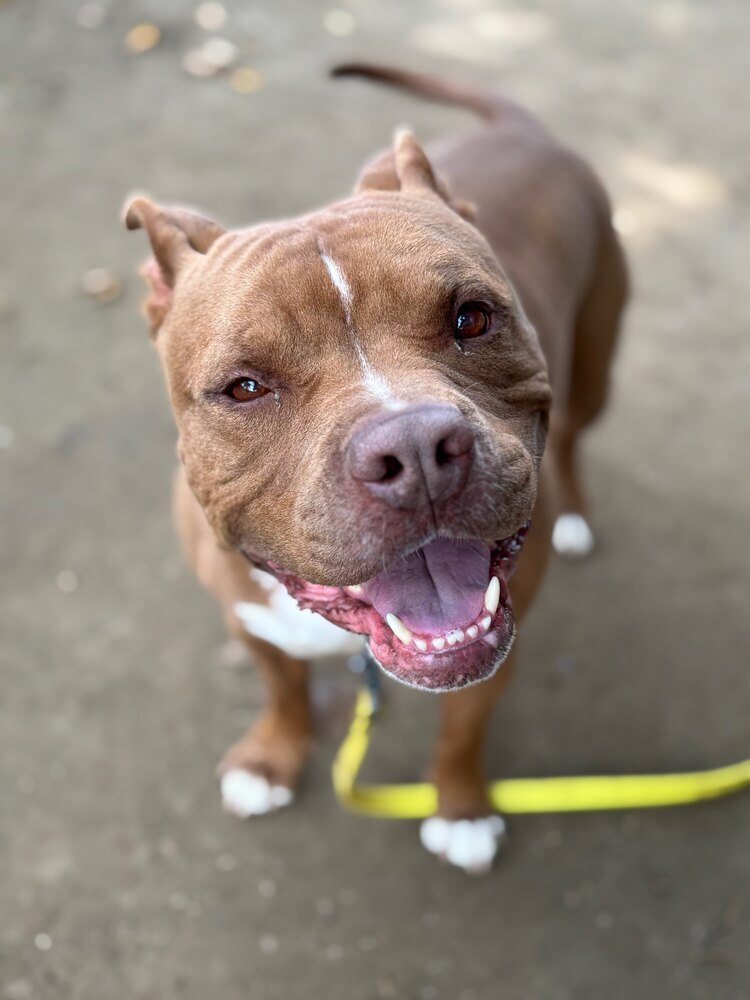 AC - Charlie (Chesterfield)