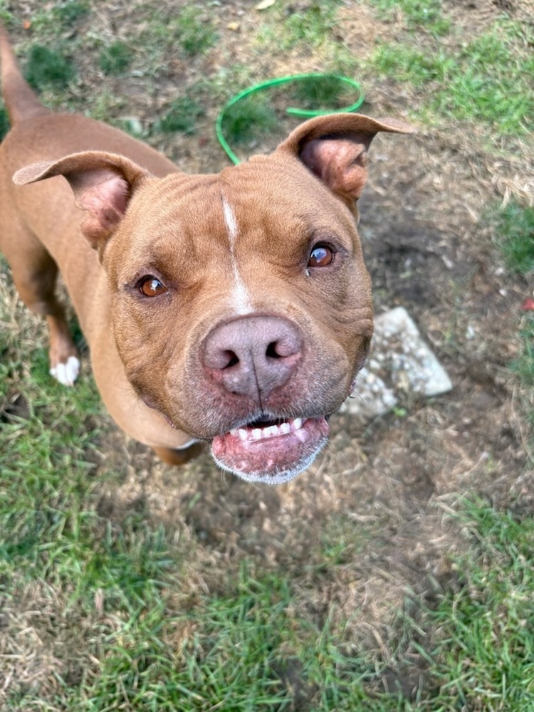 AC - Charlie (Chesterfield)