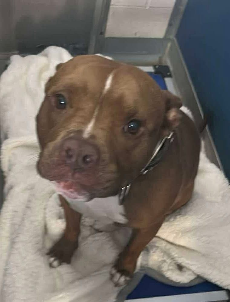 AC - Charlie (Chesterfield)