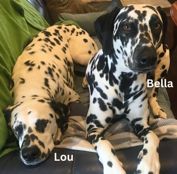 Bella  Lou thumbnail 4