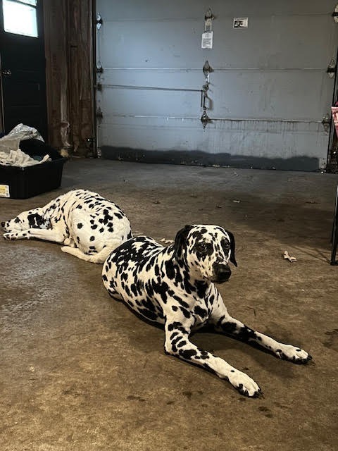 Bella  Lou thumbnail 5