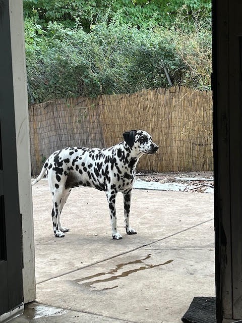 Bella  Lou thumbnail 6