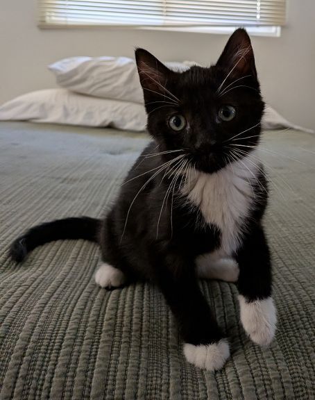 Purrcy