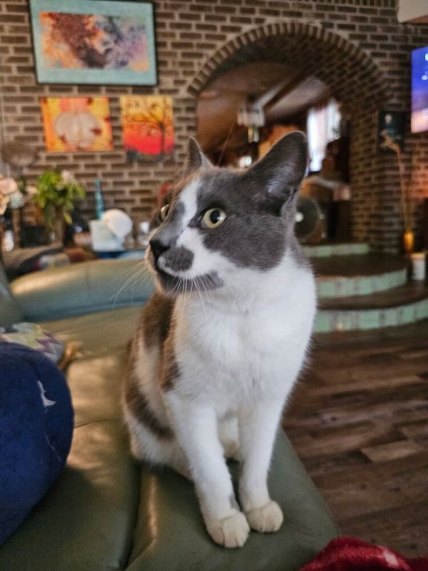 Meekopetsmart Laurens Road photo 1