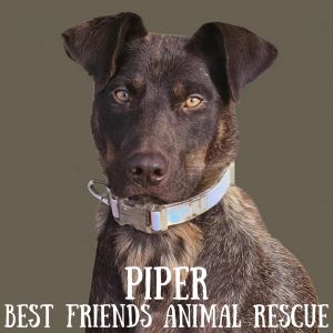 Piper
