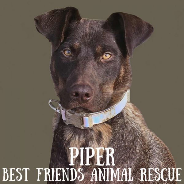 Piper photo 1