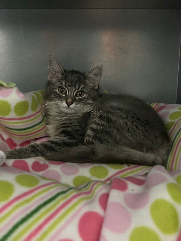 Purdy, an adoptable Domestic Long Hair in McPherson, KS, 67460 | Photo Image 1