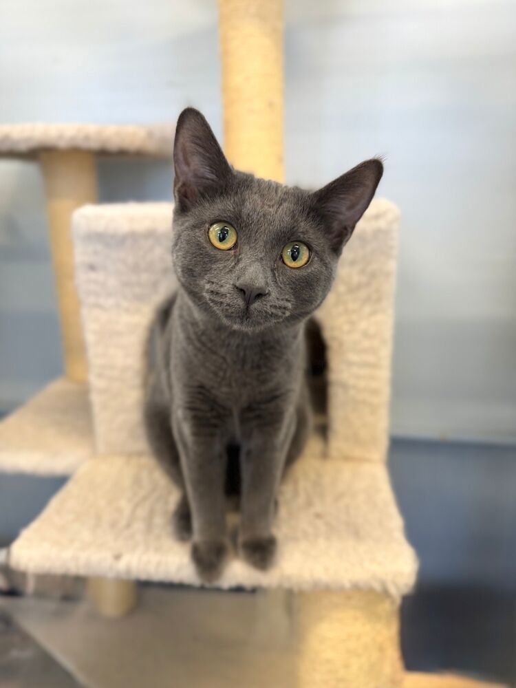 Janis, an adoptable Domestic Short Hair in McPherson, KS, 67460 | Photo Image 1