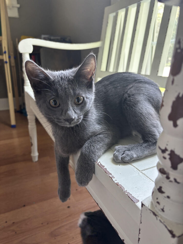 Janis, an adoptable Domestic Short Hair in McPherson, KS, 67460 | Photo Image 2