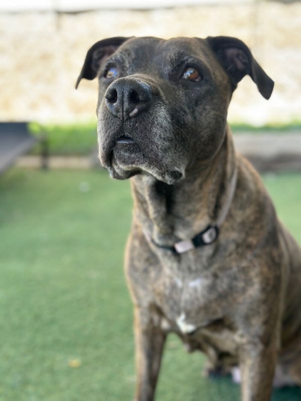 Cinnamon thumbnail 2