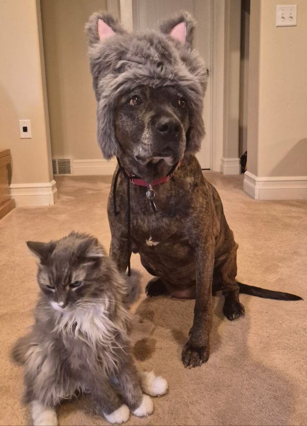 Cinnamon thumbnail 3