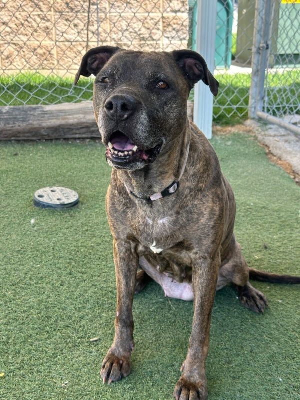 Cinnamon thumbnail 4