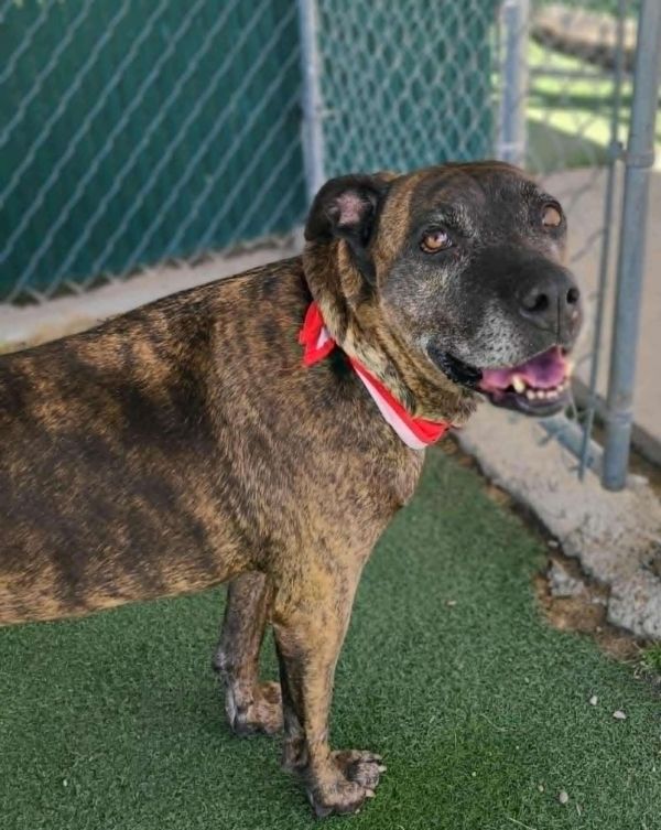 Cinnamon thumbnail 5