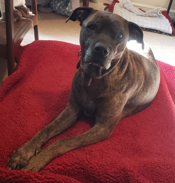 Cinnamon thumbnail 6