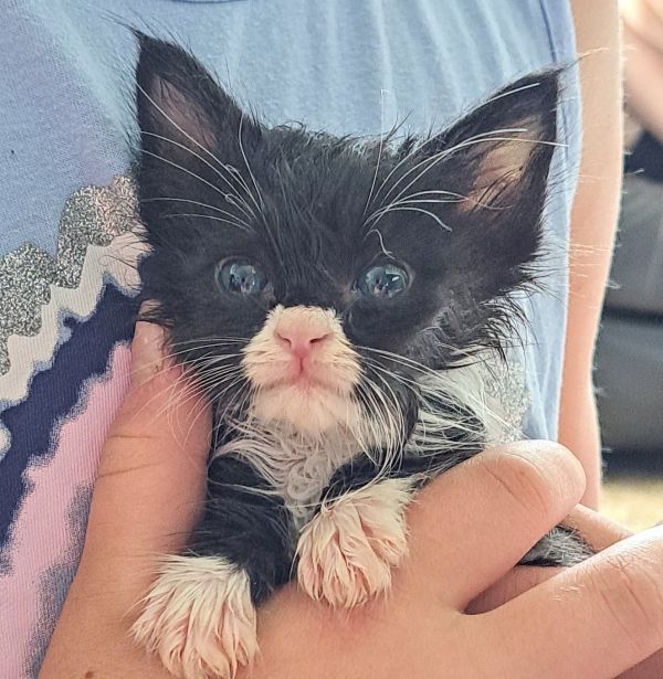 Sebastian thumbnail 3