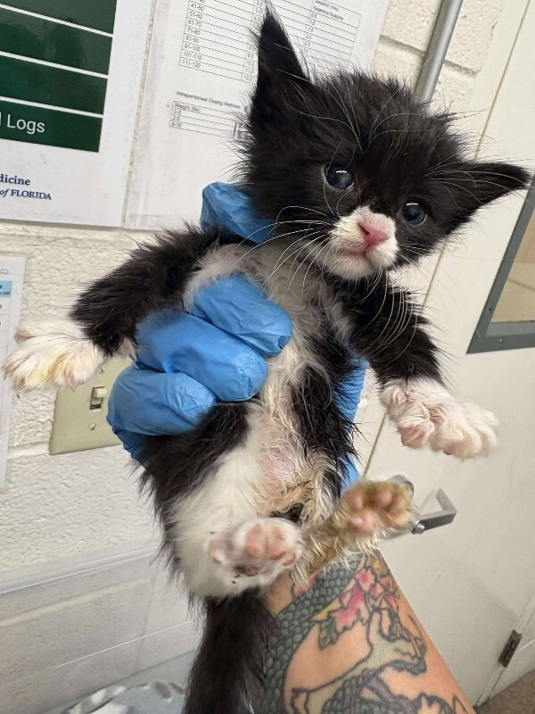 Sebastian thumbnail 4