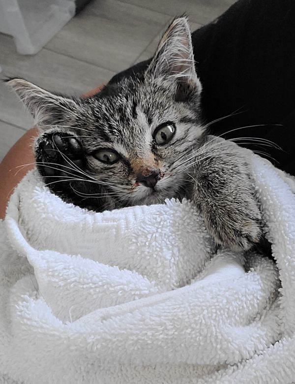 Schnitzel thumbnail 2